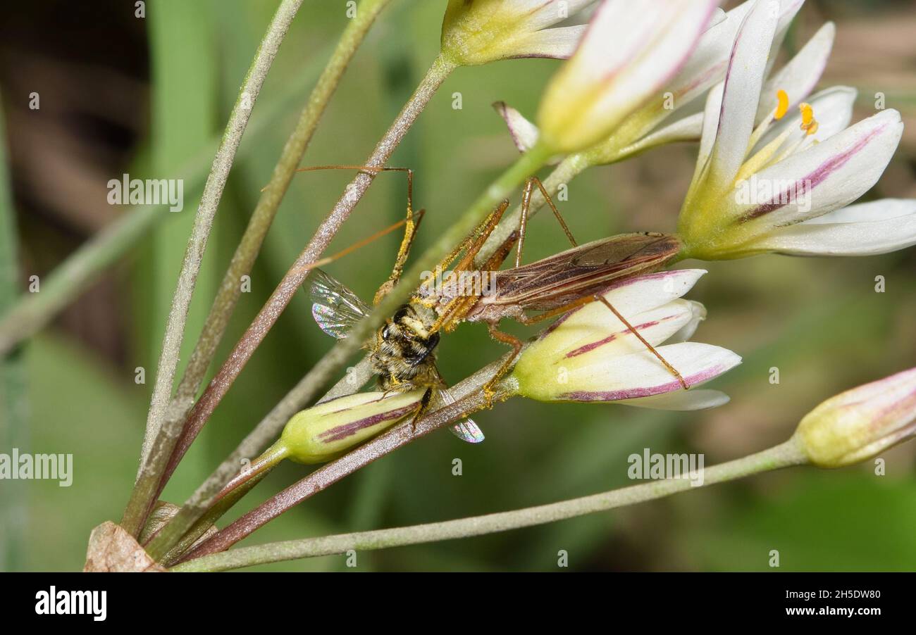 Insecte d'Assassin à feuilles (Zelus renardii) mangeant une abeille dans de fausses fleurs sauvages d'ail à Houston, TX. Banque D'Images