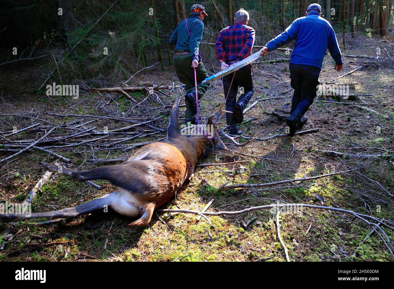 Drückjagd à l'automne sur le cerf rouge, chasse, chasse, Drückjagd, chasse au cerf rouge,Chasse sur le cerf rouge, chasse avec les chiens, chasse en novembre, chasse au Trésor bavarois Banque D'Images