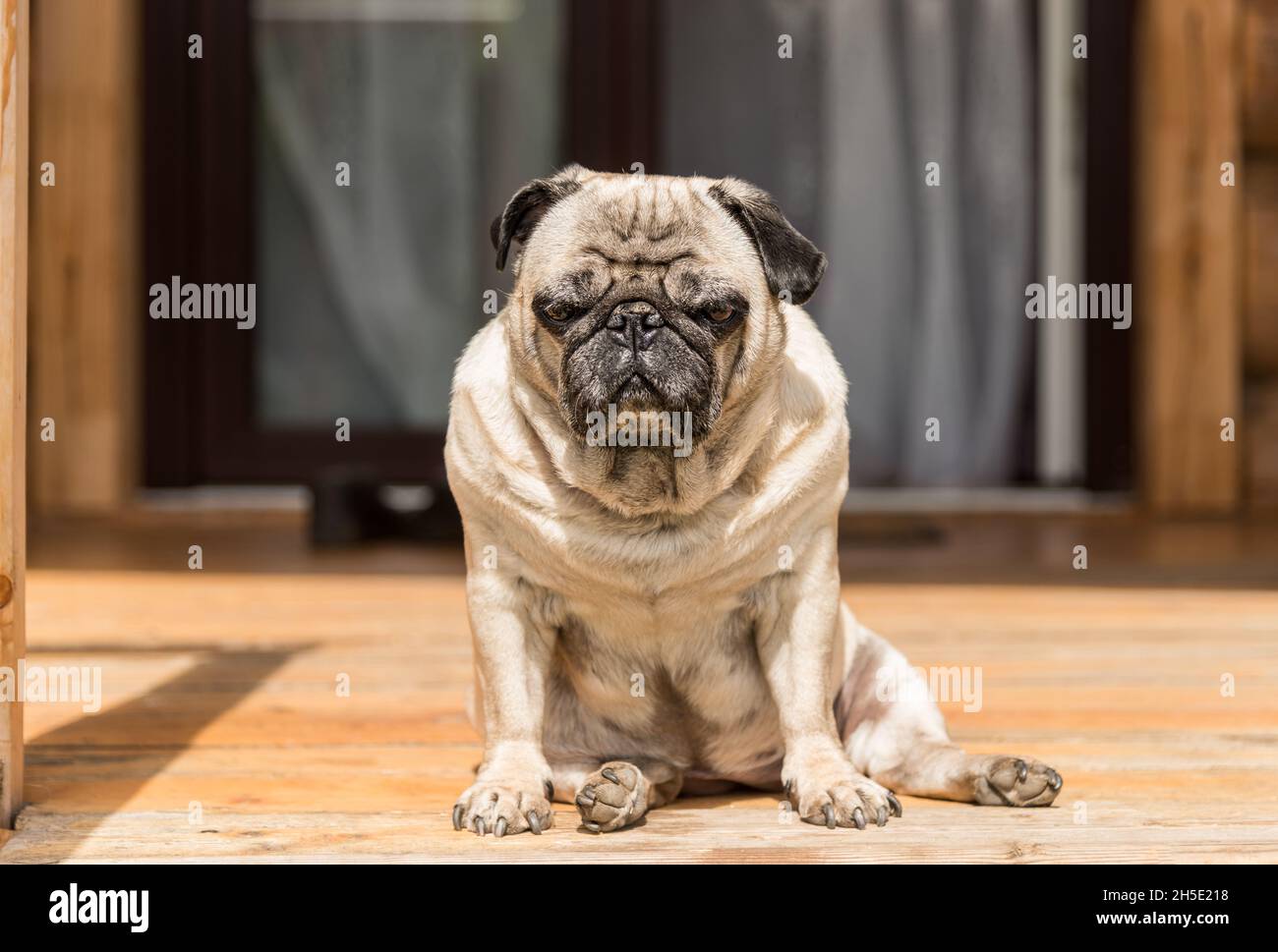 Chien PUG assis à l'extérieur sur le plancher en bois. Banque D'Images