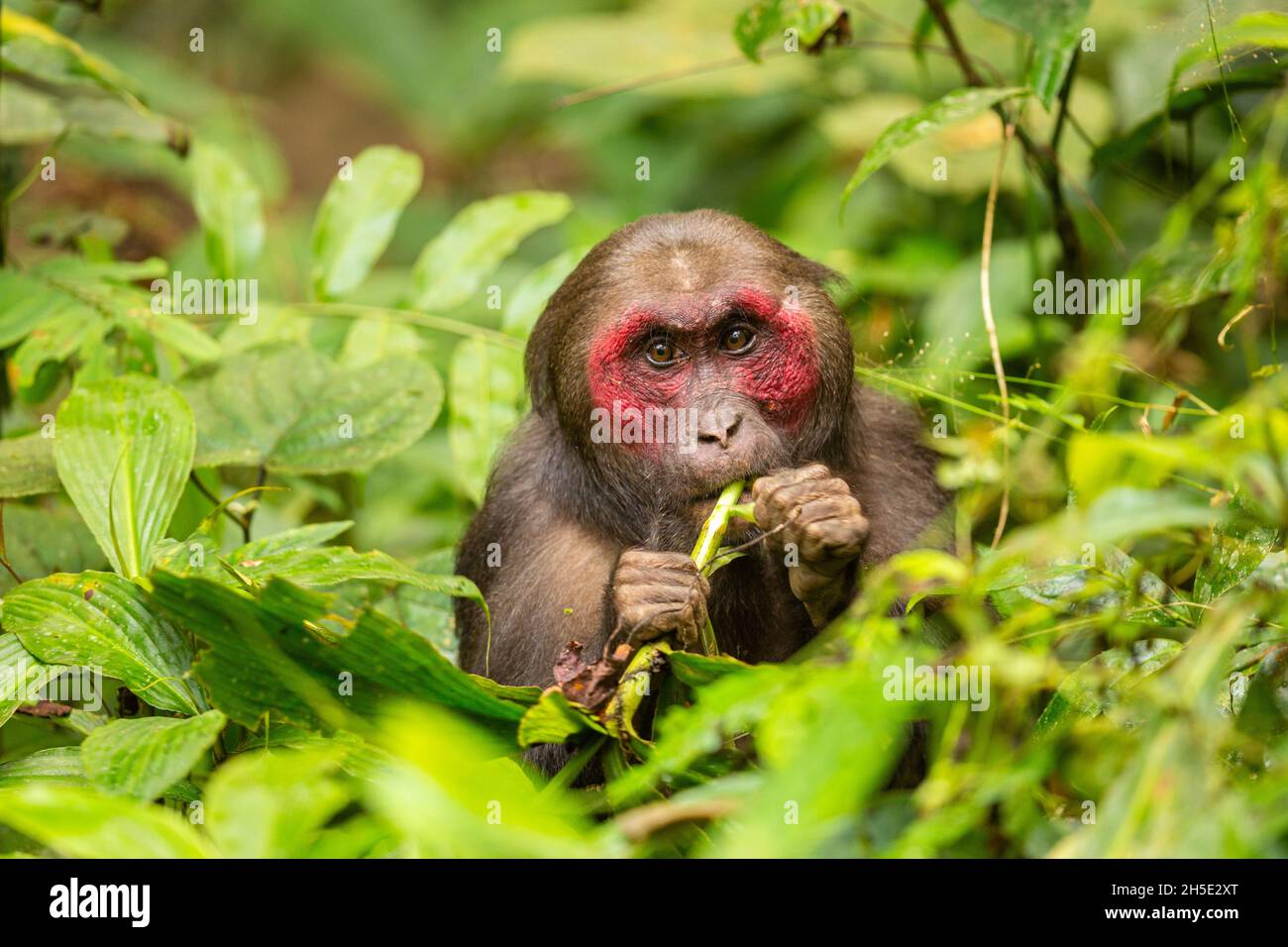 Macaque à queue épaisse avec un visage rouge dans la jungle verte/singe sauvage dans le magnifique sanctuaire de la faune sauvage de la jungle indienne/gibbon en Inde Banque D'Images