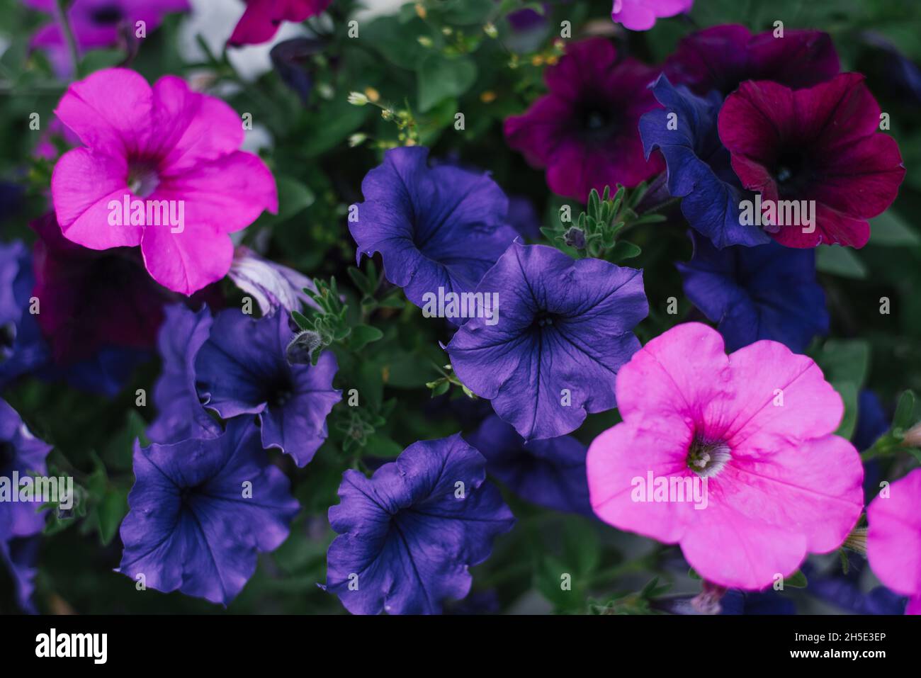 Fleurs pétunia bleues, roses et bordeaux en gros plan dans le jardin Banque D'Images