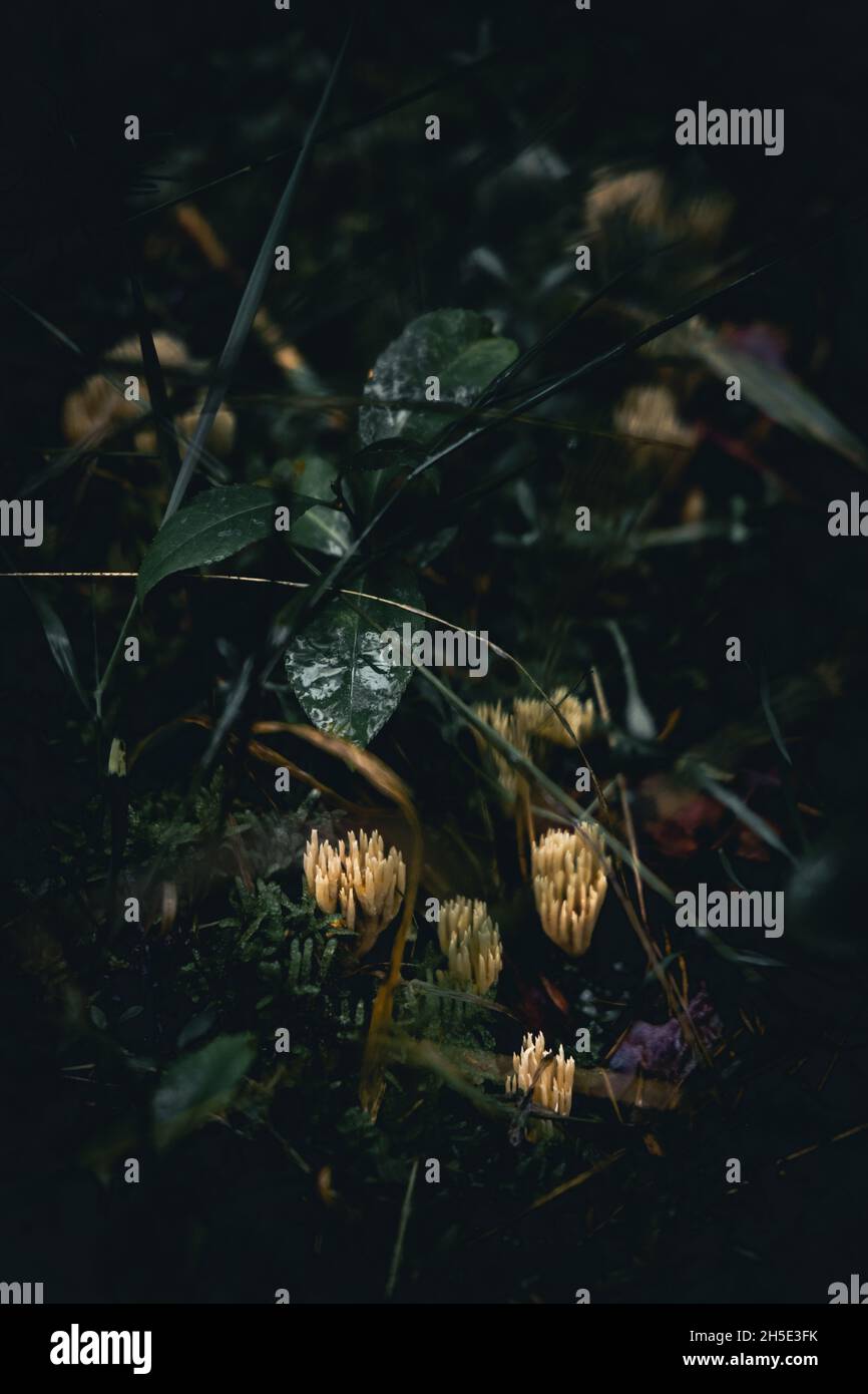 Feuillage vert foncé d'une plante saine avec des gouttes de pluie Banque D'Images