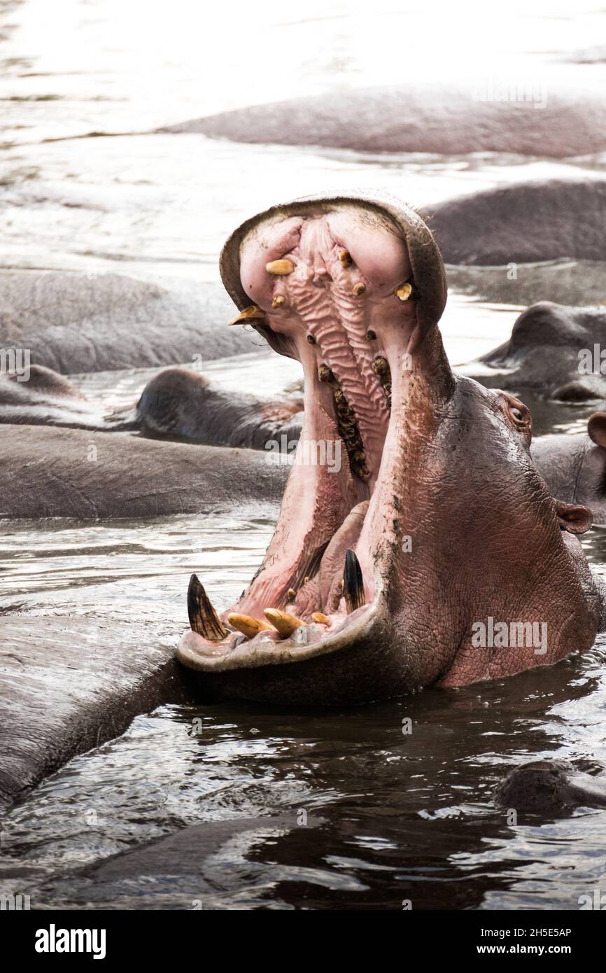 grand hippopotame à bouche ouverte dans l'étang Banque D'Images
