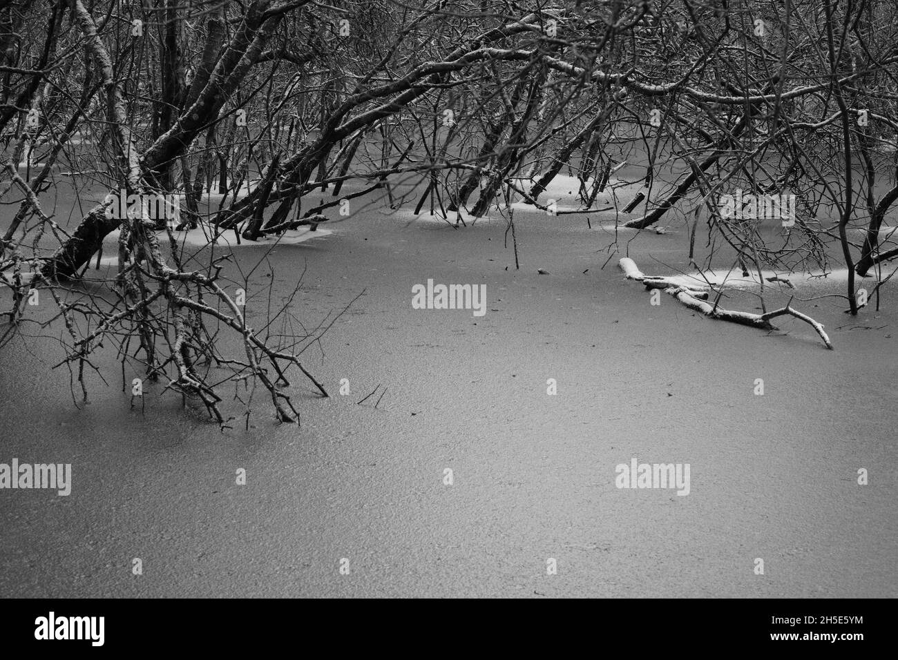 Photographie en noir et blanc de saules se tenant dans une épaisse couche de neige et de glace. Banque D'Images