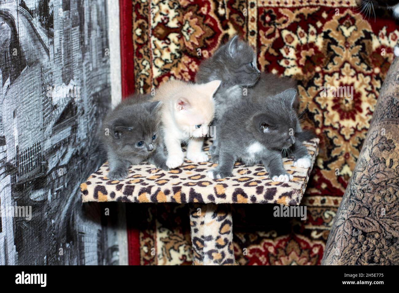 quatre beaux chatons sur un poteau de grattage, sur un fond de tapis, le thème des chats domestiques et des chatons Banque D'Images