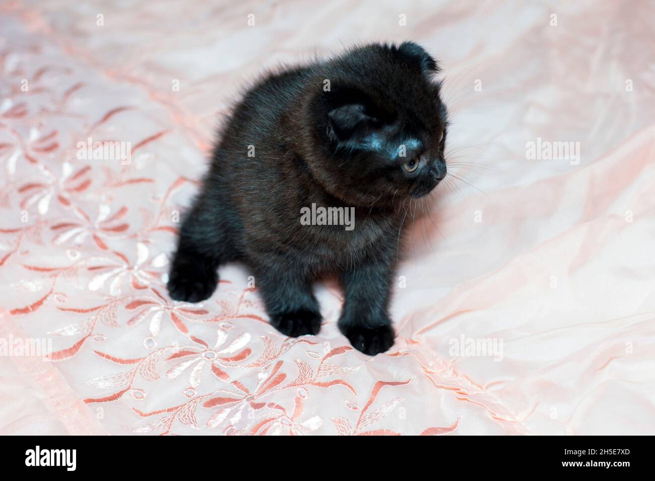 Chaton écossais brun sur le lit, le thème des chats et chatons domestiques Banque D'Images