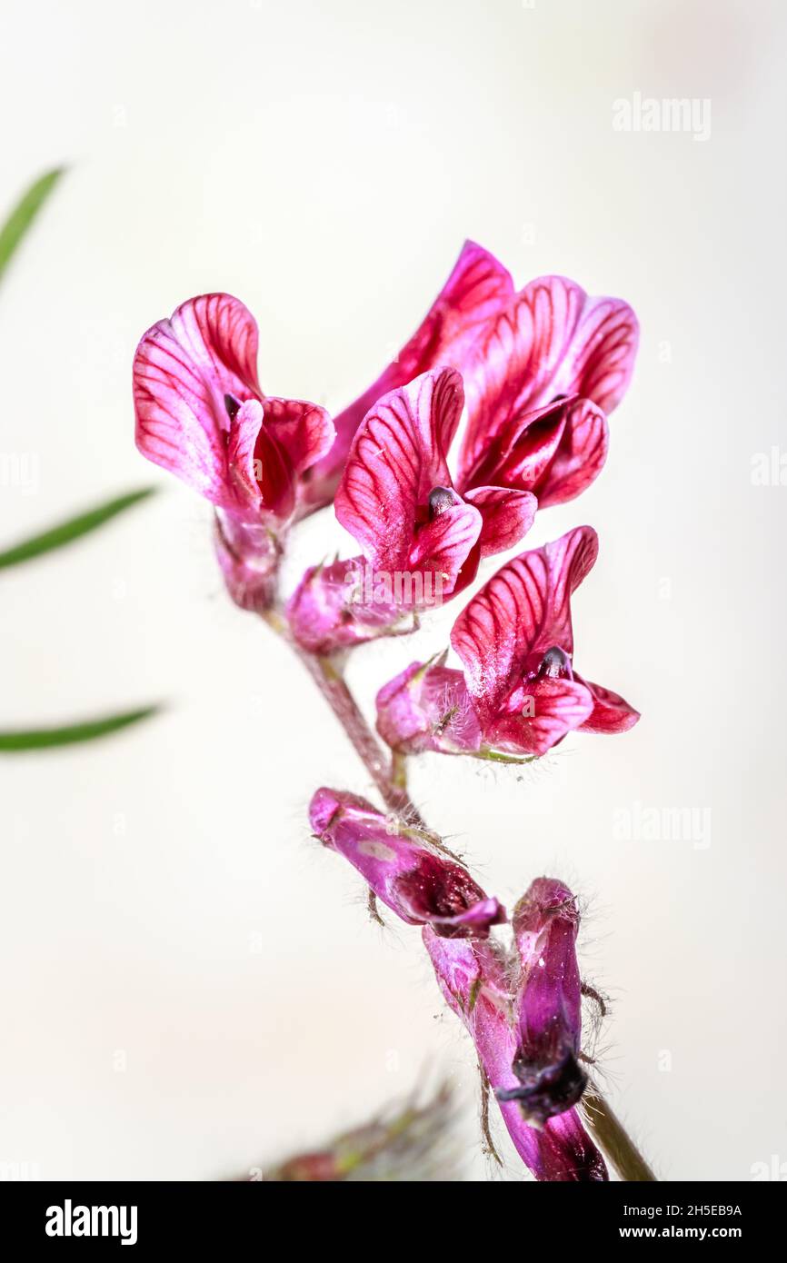 Vicia benghalensis) fetch violette fleurs sauvages au printemps, le Cap, Afrique du Sud Banque D'Images