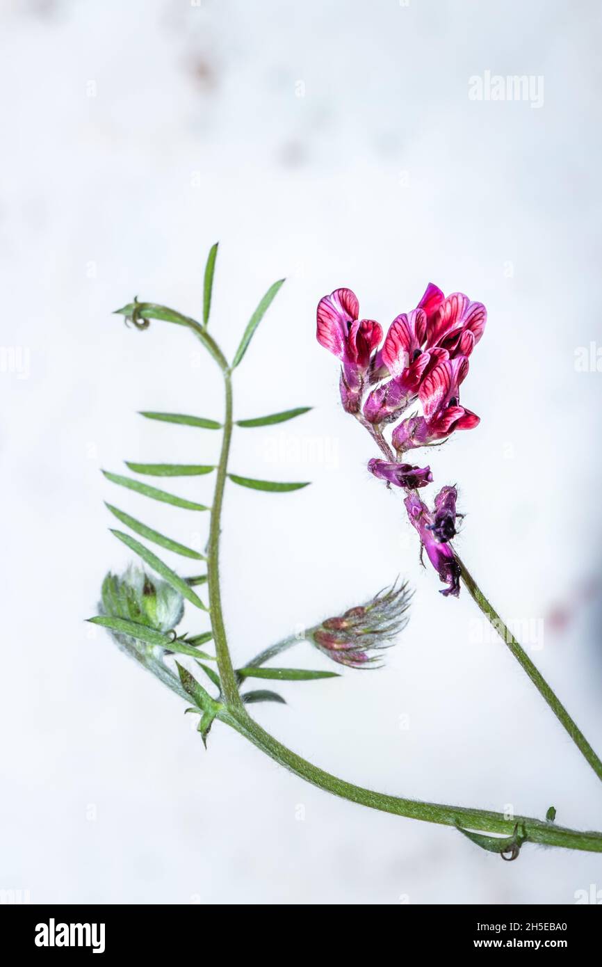 Vicia benghalensis) fetch violette fleurs sauvages au printemps, le Cap, Afrique du Sud Banque D'Images
