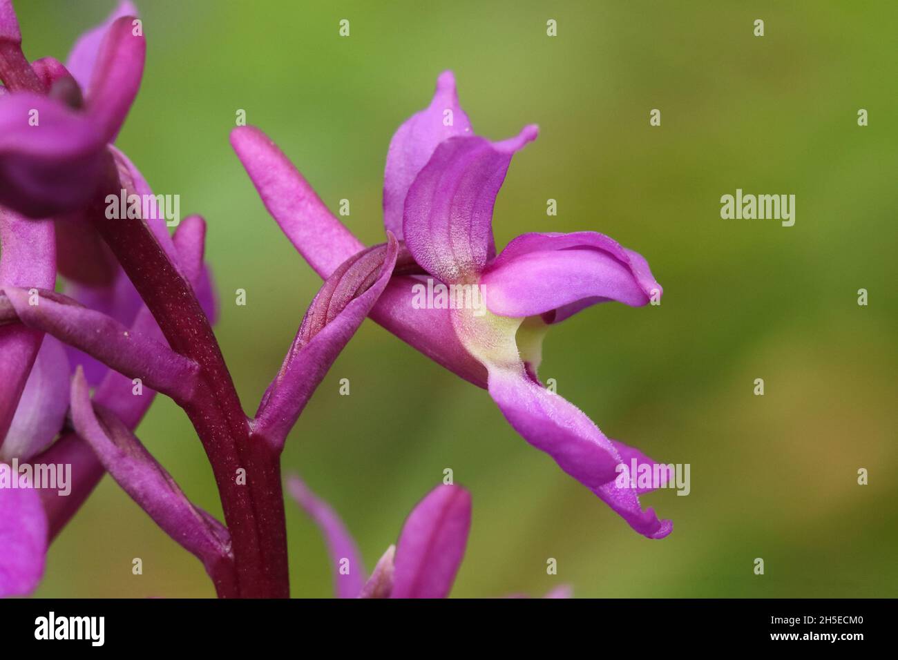 Fleur d'orchidée pourpre hâtive Banque D'Images