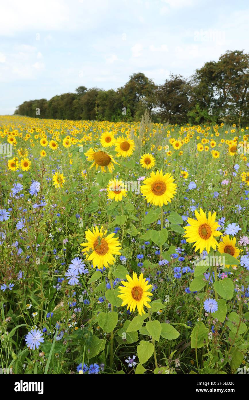 Tournesols Banque D'Images