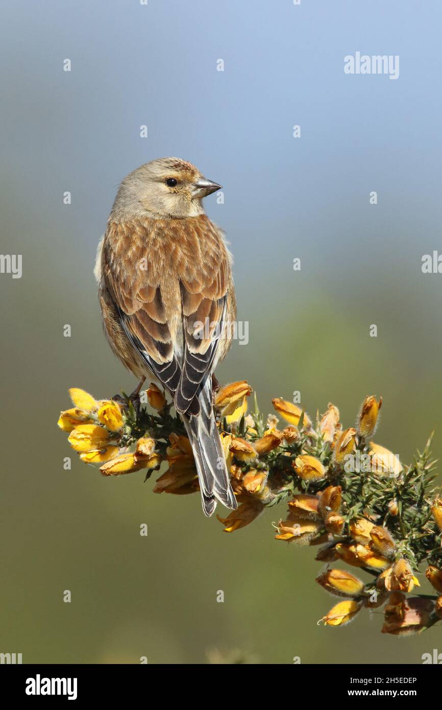 Linnet sur Gorse Banque D'Images