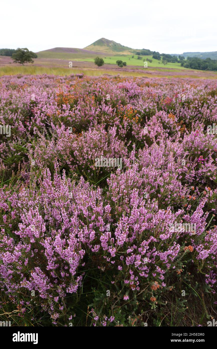 Hawnby Hill montrant Heather Moorland Banque D'Images