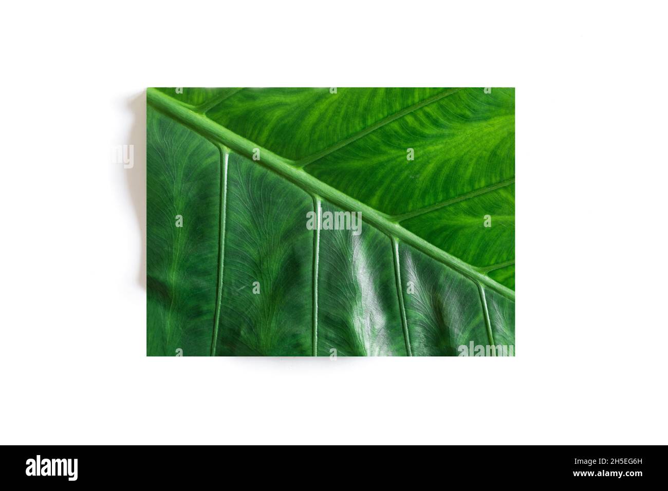 Vert tropical d'été laisser en forme rectangulaire sur fond blanc, vue de dessus Banque D'Images