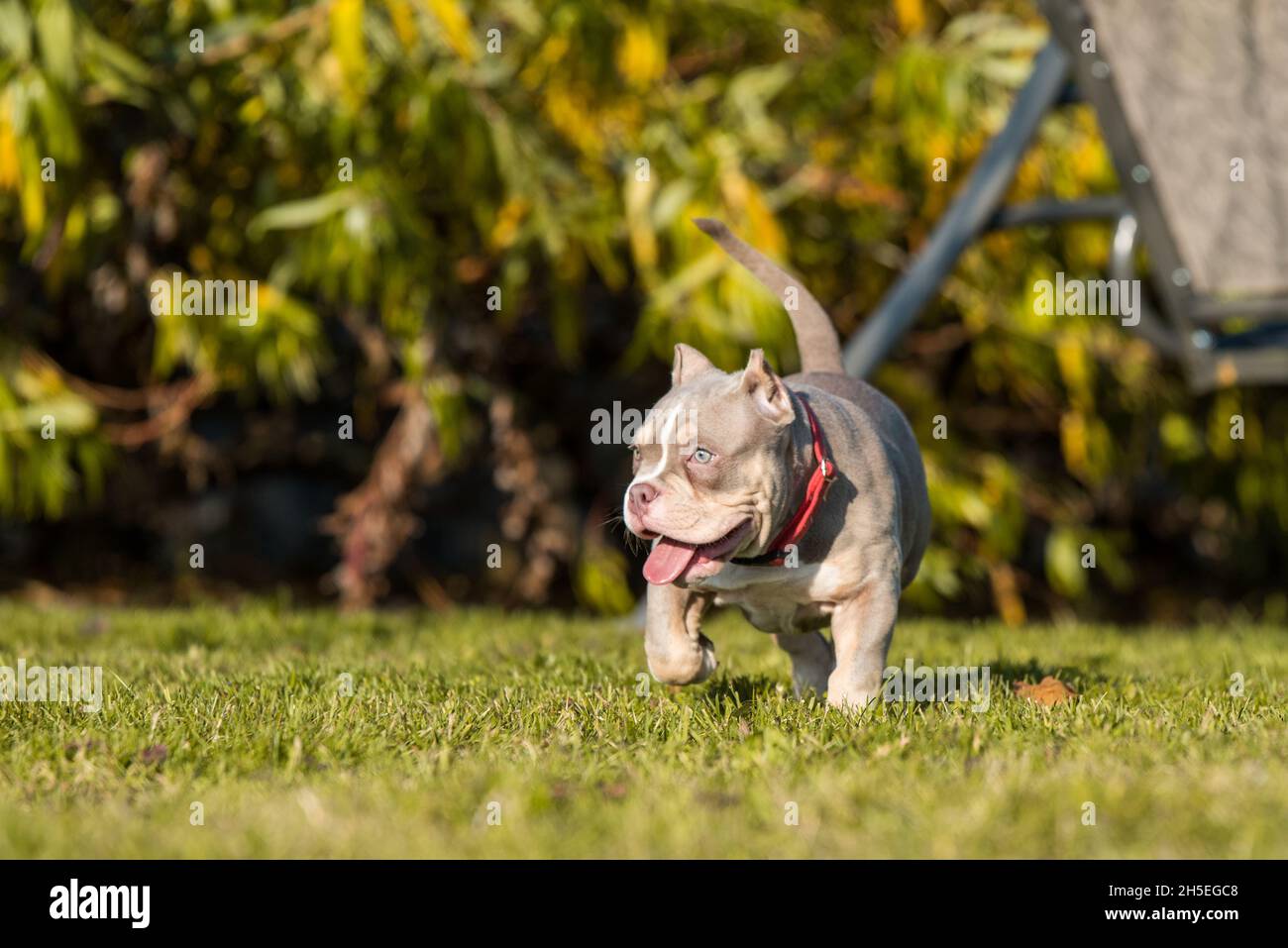 Un chiot Bully américain de poche de couleur lilas bouge. Banque D'Images