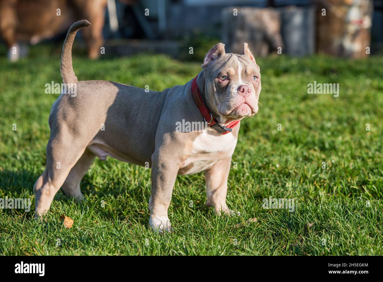 American Bully Pocket American pocket bully Banque de photographies et d'images à haute  résolution - Alamy