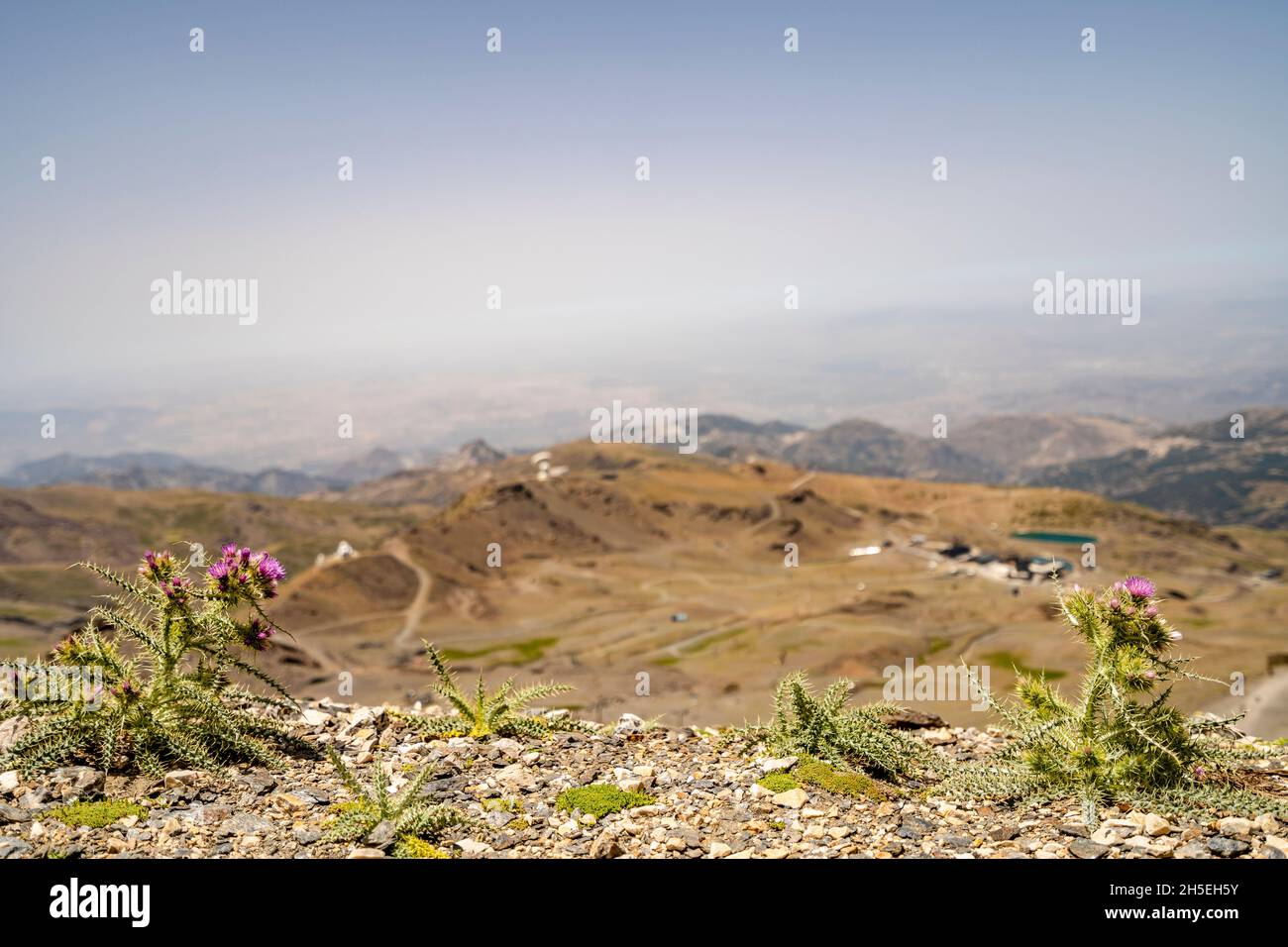 Le paysage du parc national de la Sierra Nevada avec des fleurs violettes en premier plan, Andalousie, Espagne Banque D'Images