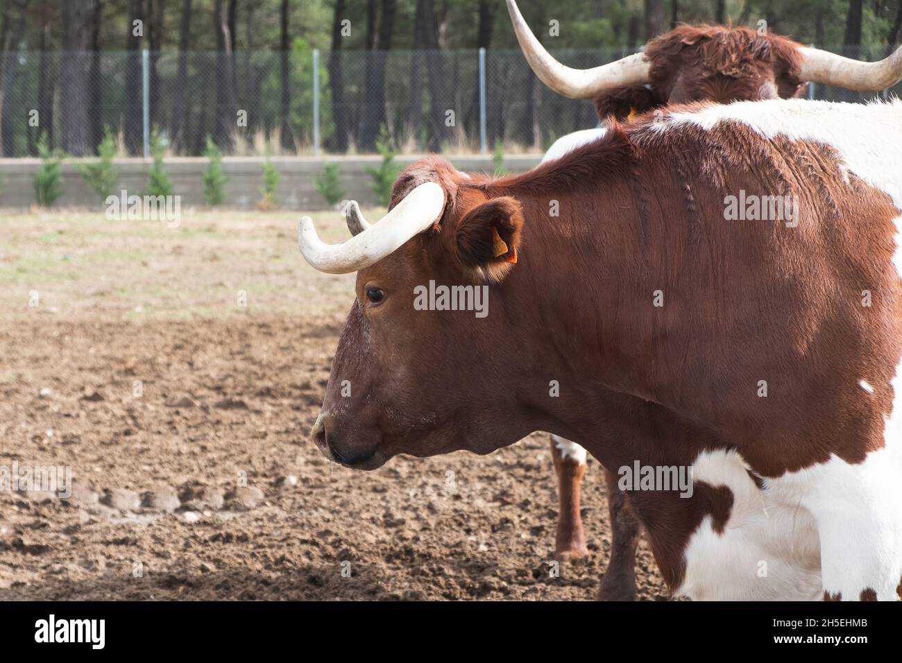 Gros plan de la tête d'une vache sur une ferme Banque D'Images