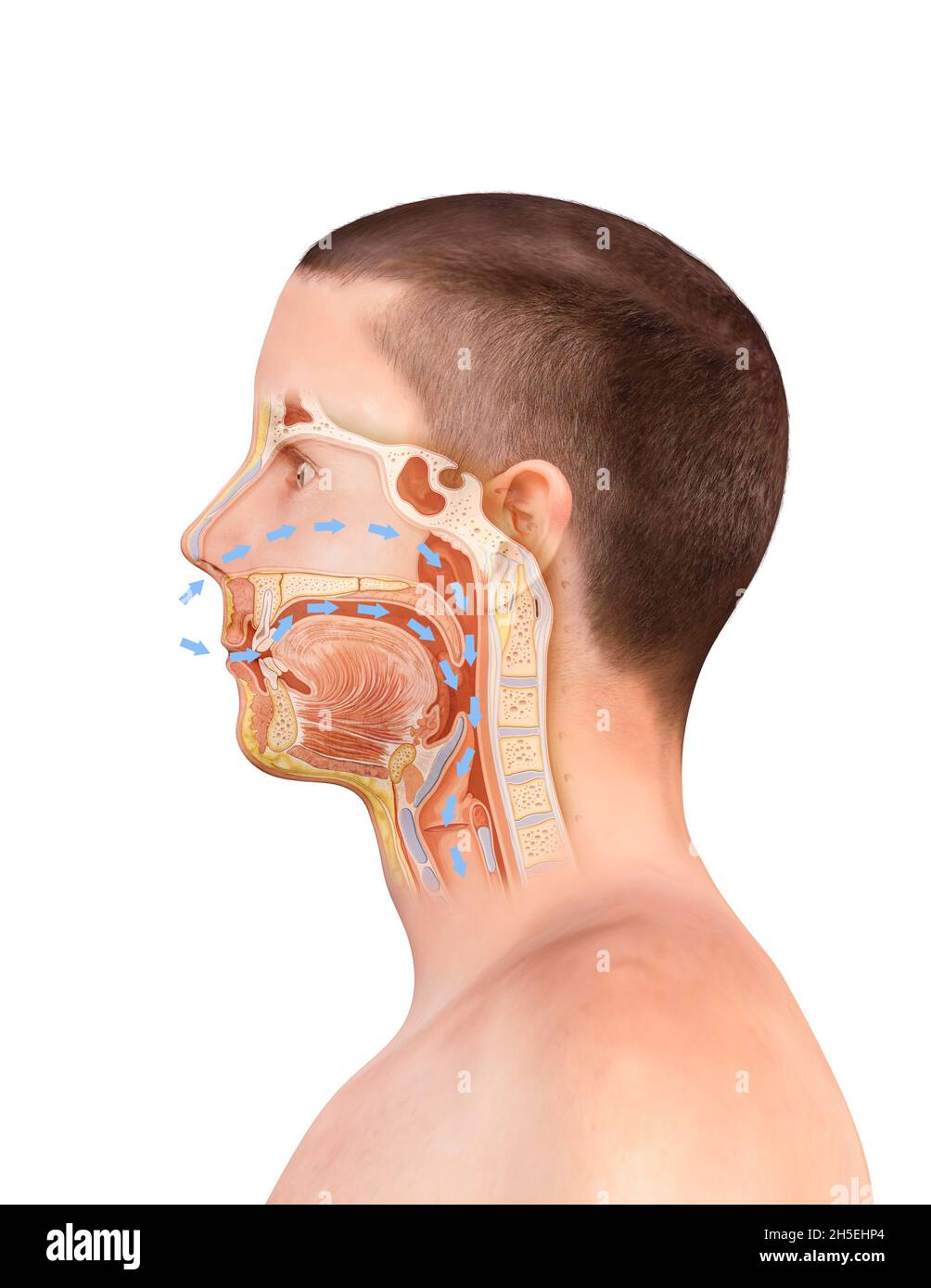 Illustration anatomique réaliste en 3D de la tête humaine vidée, larynologie ENT, larynx, narine interne, dents.rendu 3d, respiration, anatomie du nez Banque D'Images