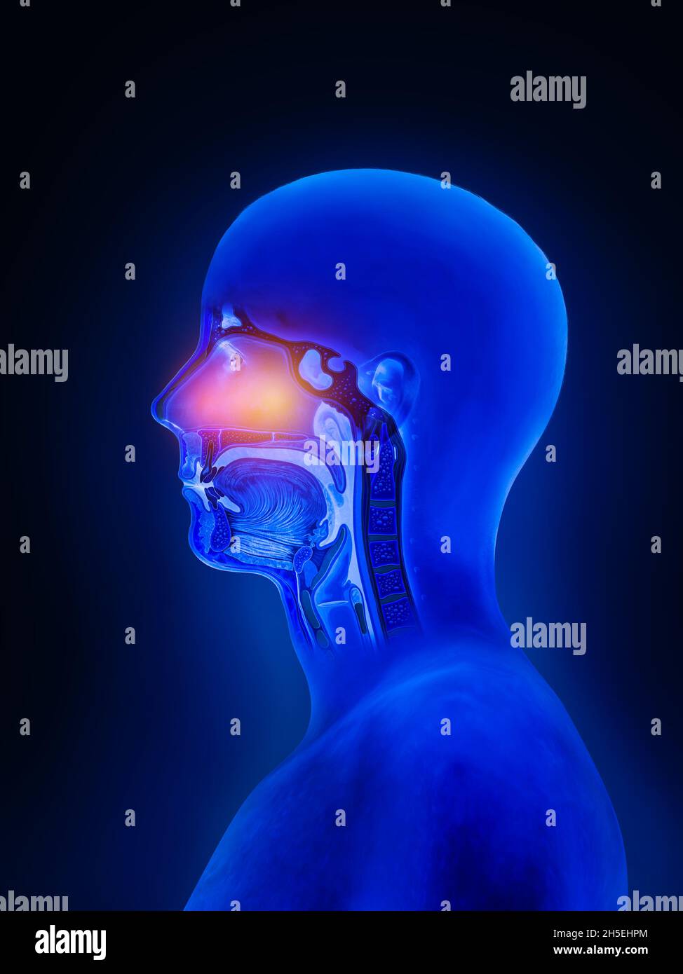 Grippe - nez complet sinus humains Anatomie, rhumes, allergies, anatomie nasale, grippe, sinusite, traitement des voies respiratoires supérieures, rendu 3d, rapport d'illustration Banque D'Images