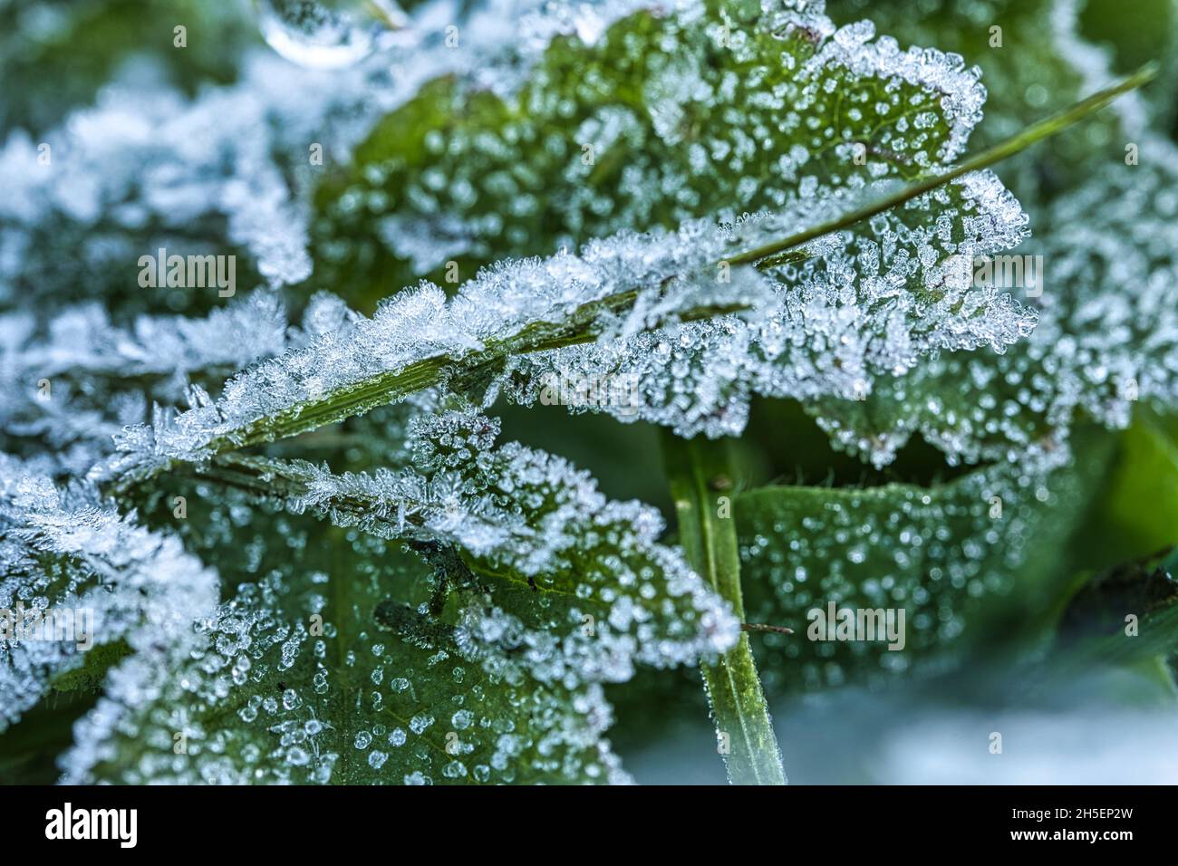 La rosée glacée tombe sur les feuilles et l'herbe des plantes.Hiver et saison froide Banque D'Images
