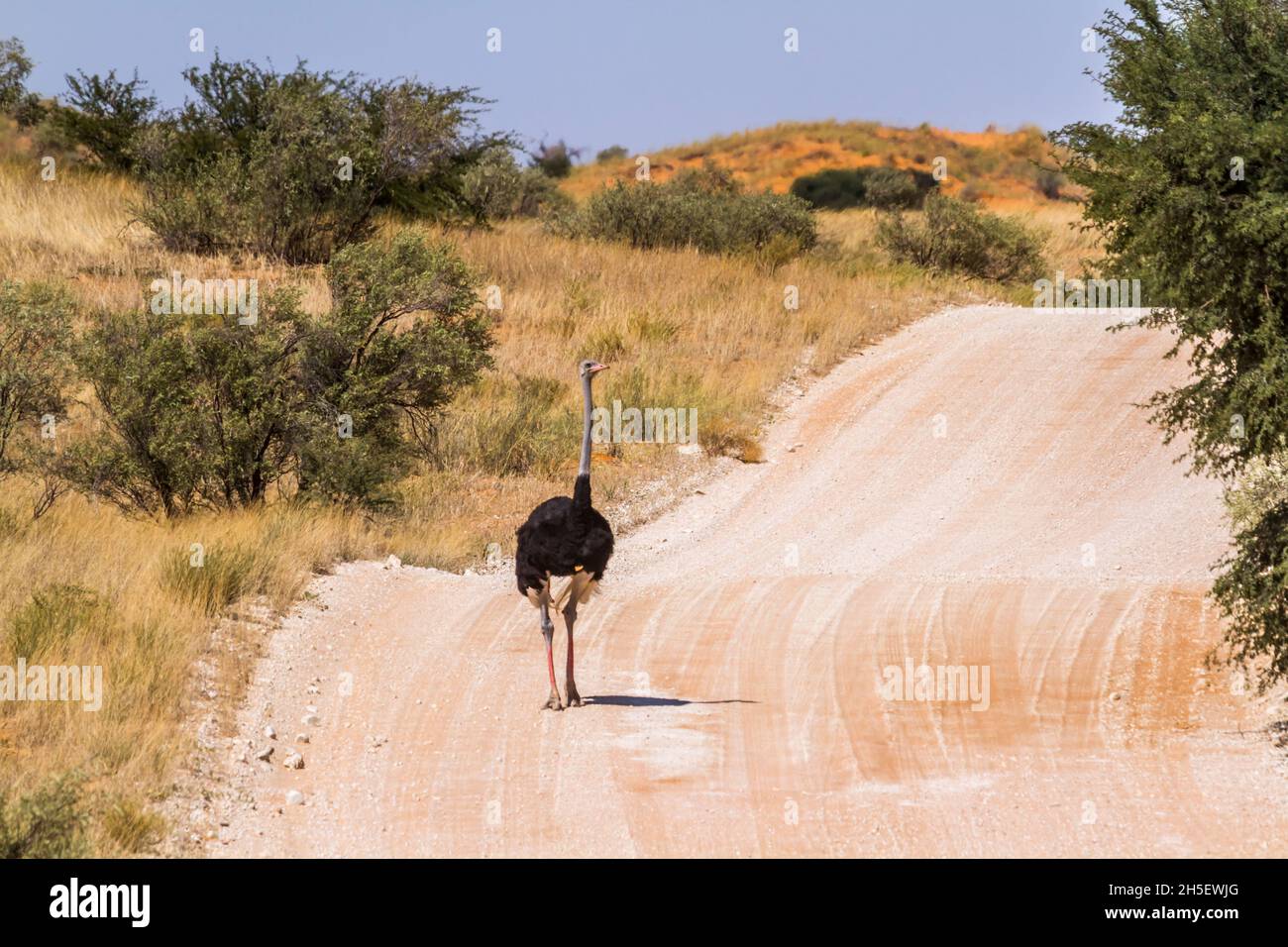 Ostrich africain marchant sur une route de gravier safari dans le parc transfrontier de Kgalagadi, Afrique du Sud ; famille de Struthionidés de Specie Struthio camelus Banque D'Images