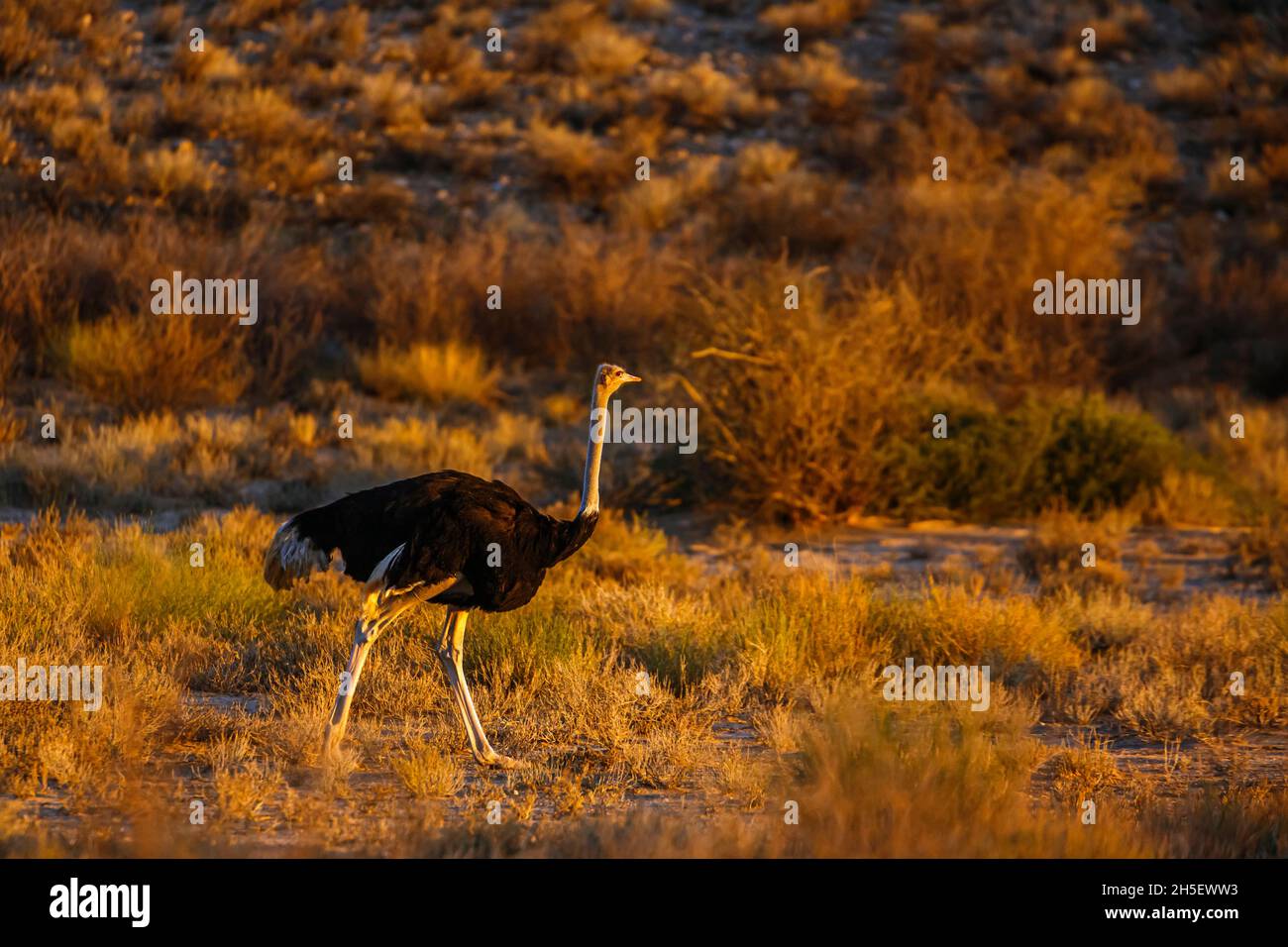 Ostrich Africain marchant au crépuscule dans le parc transfrontier de Kgalagadi, Afrique du Sud ; famille de Struthio camelus de Struthionidae Banque D'Images