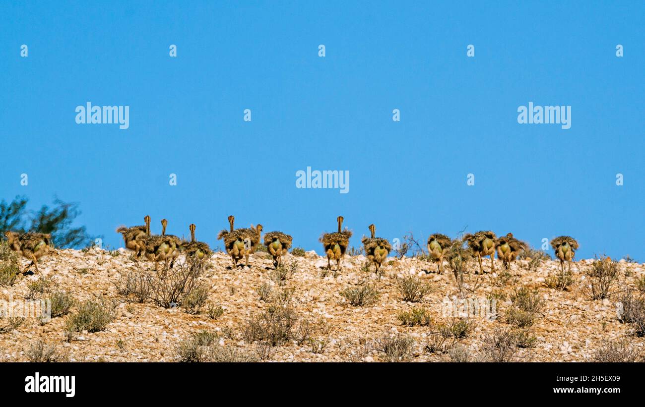 Des poussins d'Ostrich africains qui marchent au-dessus d'une dune dans le parc transfrontier de Kgalagadi, Afrique du Sud ; famille de Struthio camelus de espèce Struthionidae Banque D'Images