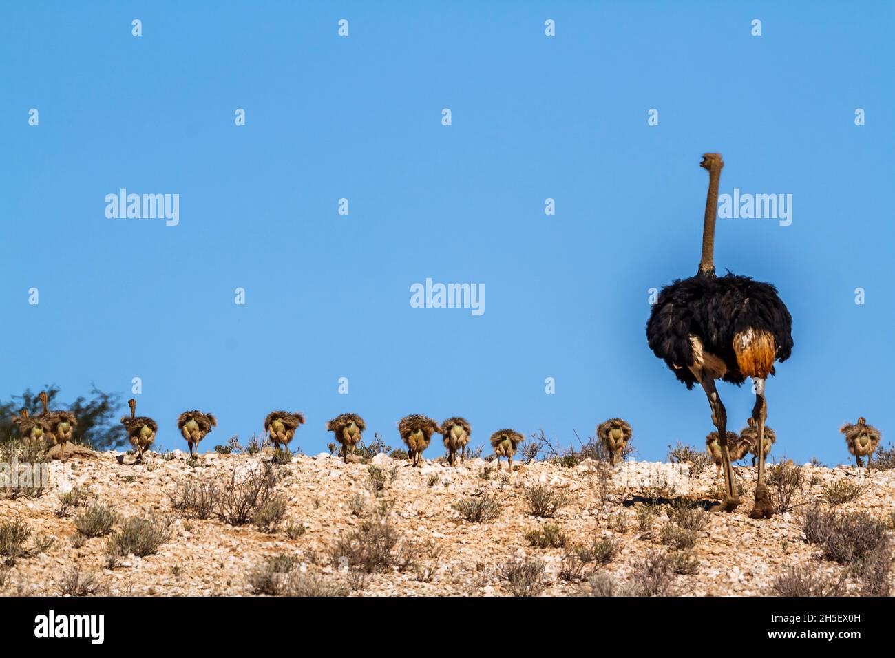 Ostrich africain mâle marchant avec des poussins dans le parc transfrontier de Kgalagadi, Afrique du Sud ; famille de Stronthio camelus de espèce Struthionidae Banque D'Images