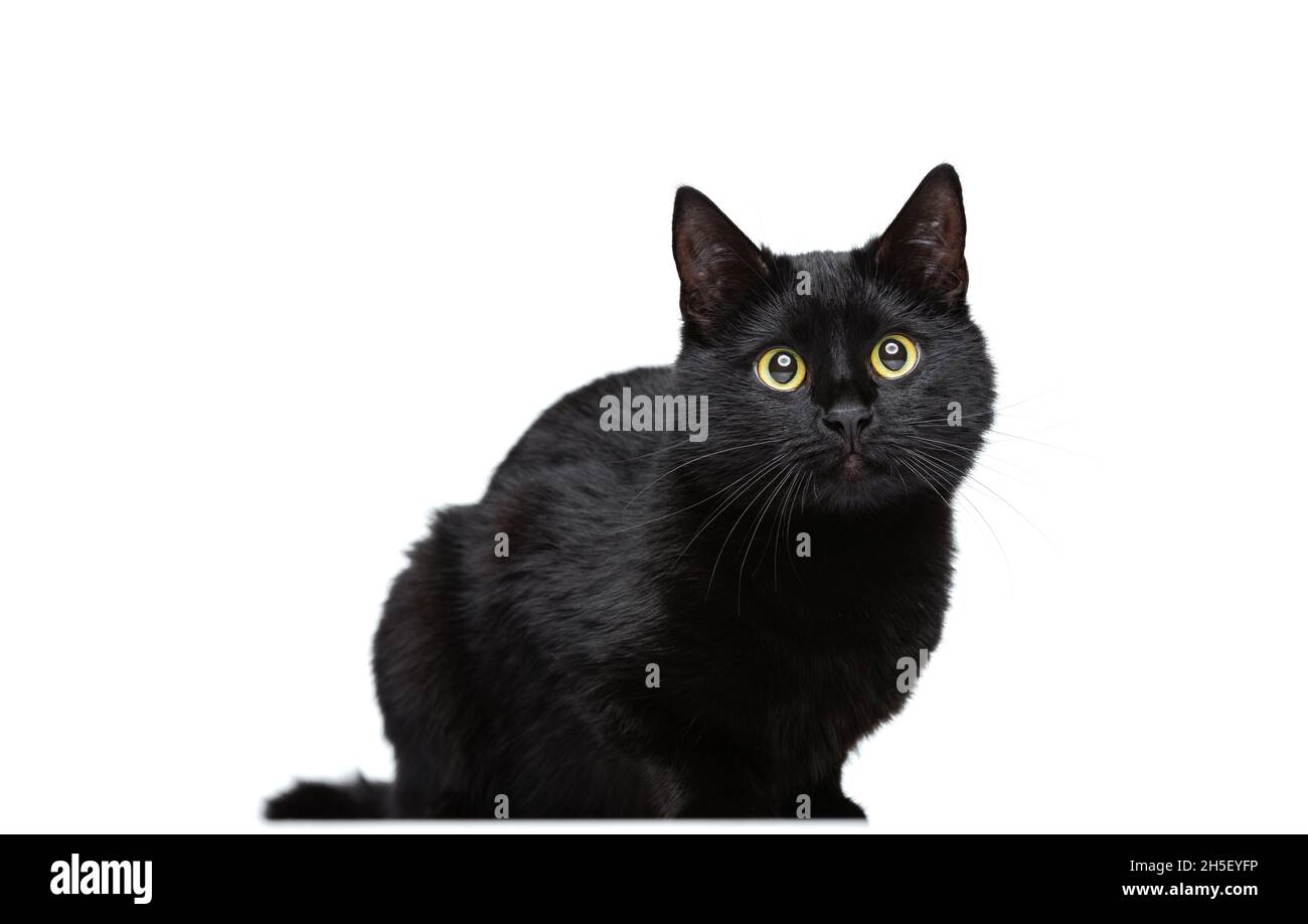 Portrait D Un Beau Chat Noir Elegant Et Rouge De Race Assis Sur Un Sol Isole Sur Un Fond Blanc De Studio Concept De La Vie Animale Photo Stock Alamy Portrait D Un Beau Chat Noir Elegant Et Rouge De Race Assis Sur Un Sol Isole Sur Un Fond Blanc De Studio Concept De La Vie Animale Photo Stock Alamy