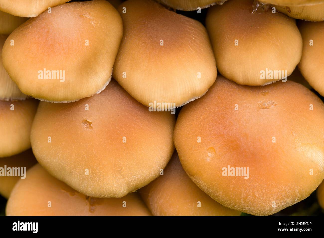 Champignons de type Brittlestem (Psathyrella piliformis) au bois de Beacon Hill dans les collines de Mendip, Somerset, Angleterre. Banque D'Images