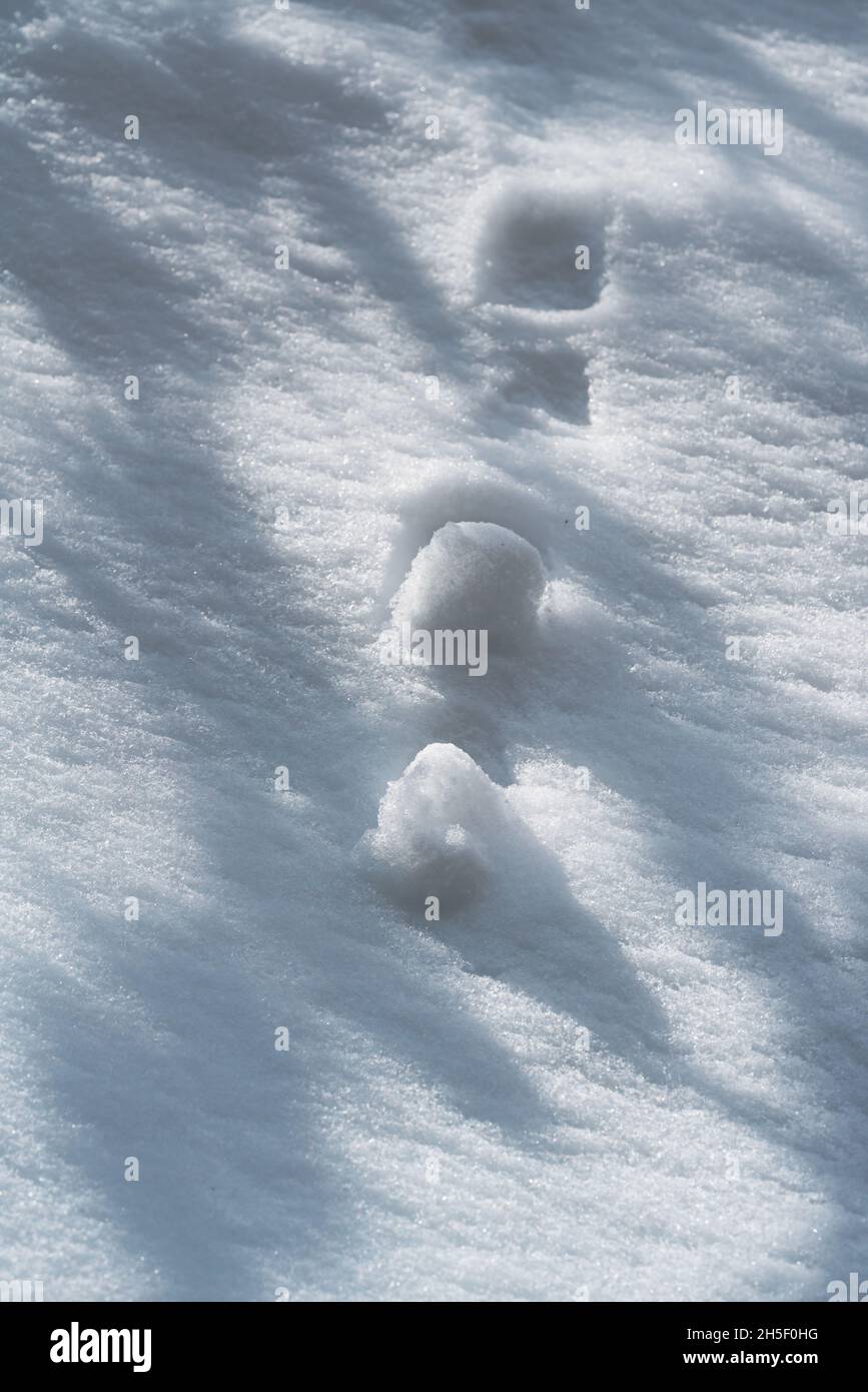 Boules de neige se déroulant sur la neige ensoleillée encadrée par des ombres des branches, arrière-plan saisonnier d'hiver Banque D'Images
