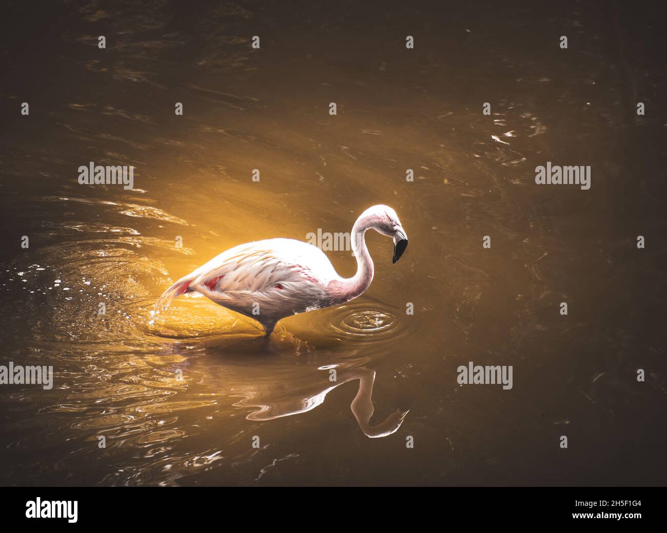 Flamant rose Banque D'Images
