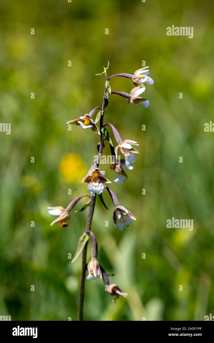 Epipactis palustris fleur en champ, macro Banque D'Images