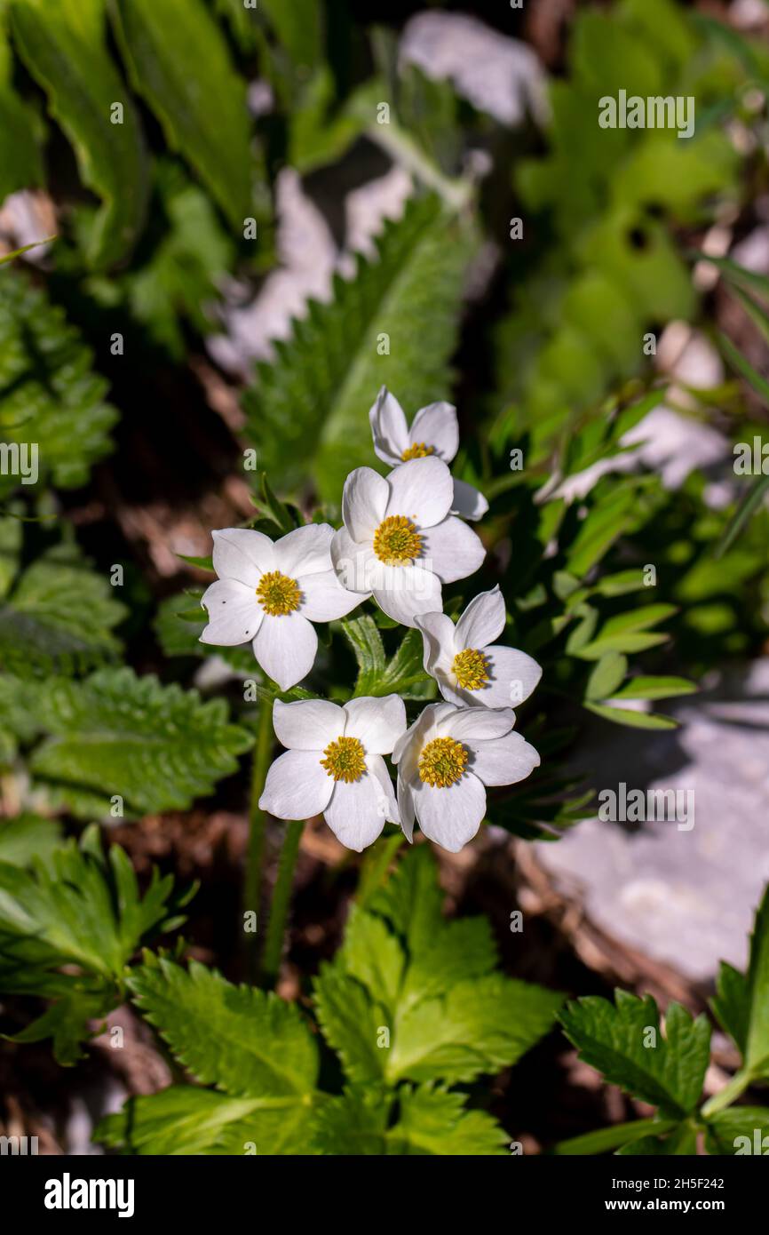 Anemonastrum narcissiflorum fleur en montagne, gros plan Banque D'Images