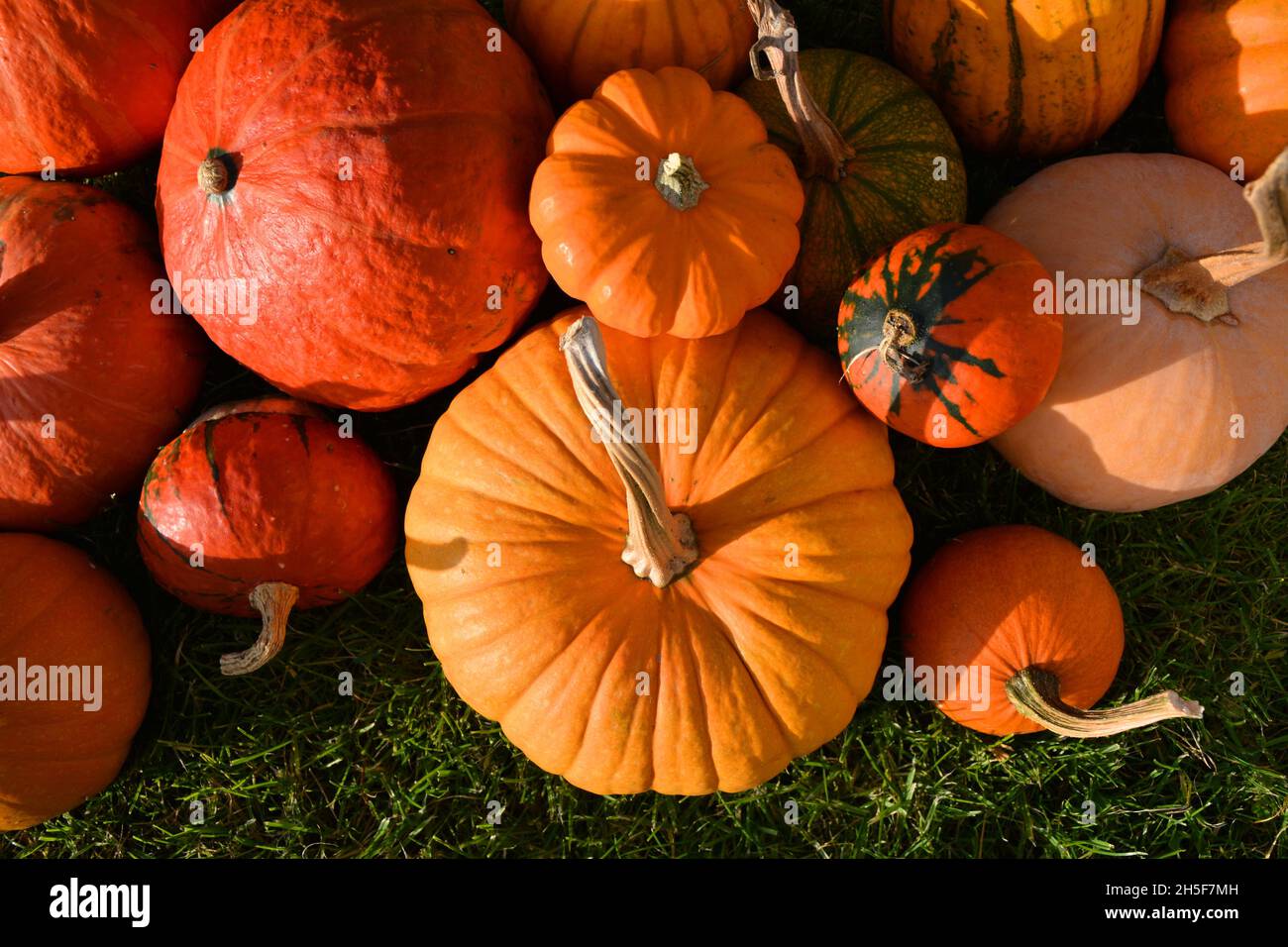 Citrouilles d'automne fond ensoleillé.Récolte de citrouilles dans le jardin.Mise au point sélective. Banque D'Images