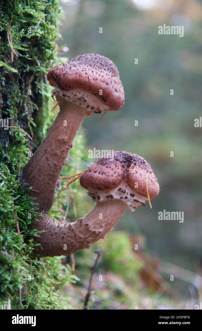 Deux champignons au miel sur le tronc recouvert de mousse d'un chêne Banque D'Images