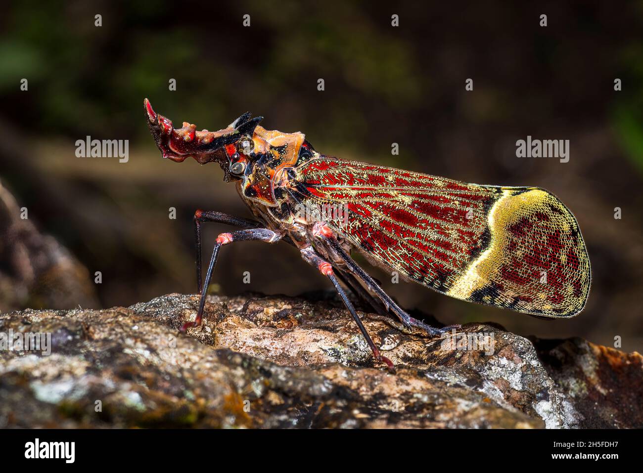 Phrictus quinquepartitus tête de dragon lanterne bug macro image prise au Panama Banque D'Images