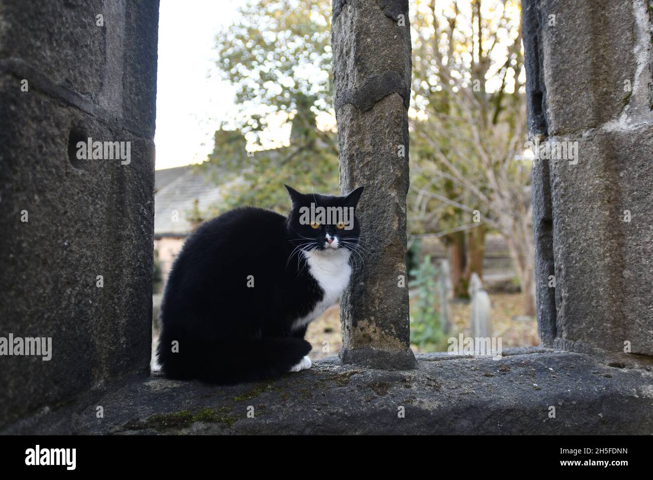 Chat noir et blanc dans les ruines de l'église de St Thomas a' Becket dans le village d'Heptonstall dans le quartier de Calborough dans le West Yorkshire, Angleterre, Banque D'Images