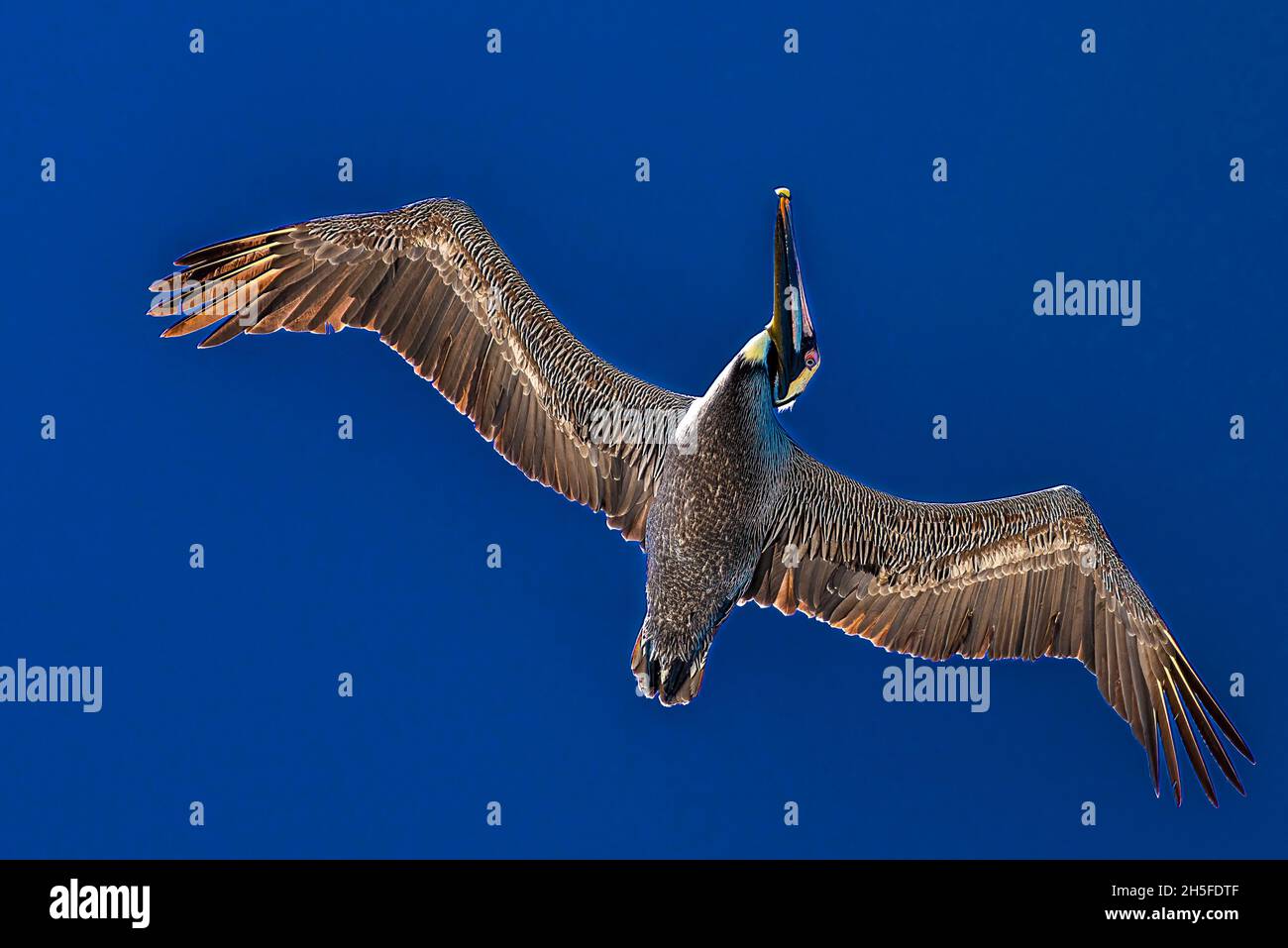 Pélican brun Pelecanus occidentalis sur fond bleu ciel de vol Banque D'Images