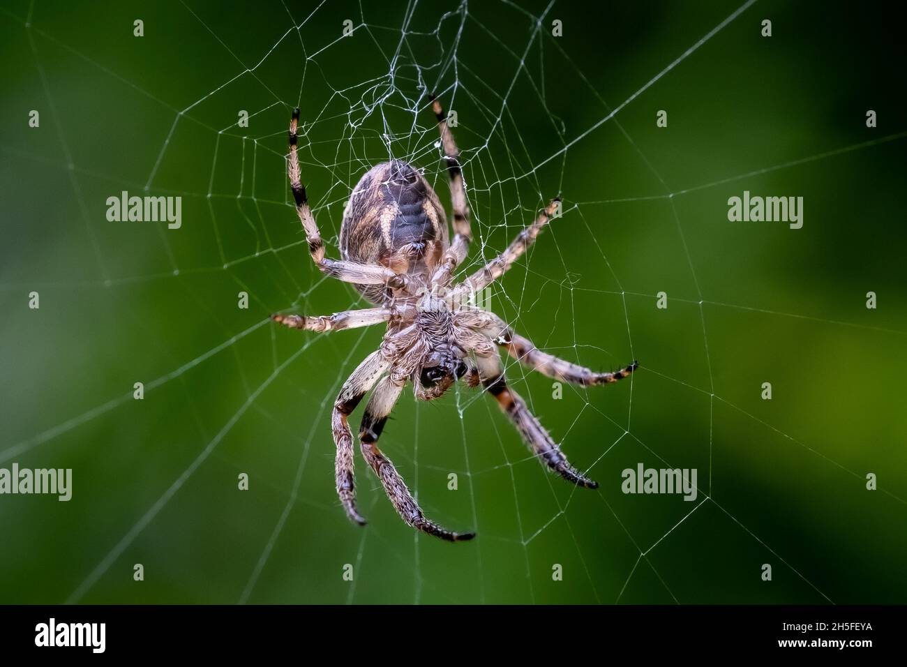 ORB-weaver Spider (Araneus spp) sur une toile effectuant les réparations nécessaires. Banque D'Images