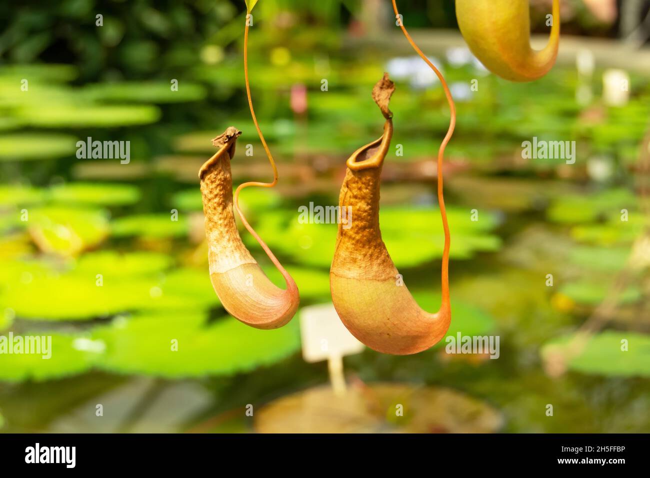 Plantes tropicales carnivores nepentes avec pichets pour attraper des insectes et nourrir biologique Banque D'Images