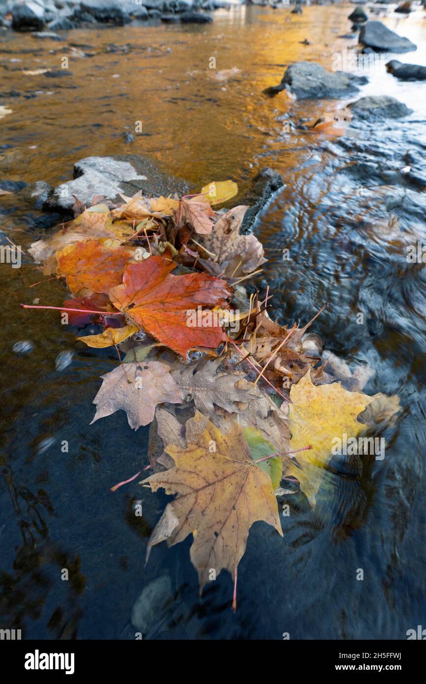 Automne, feuilles d'automne flottant sur l'eau, couleurs d'automne, feuilles d'érable Banque D'Images