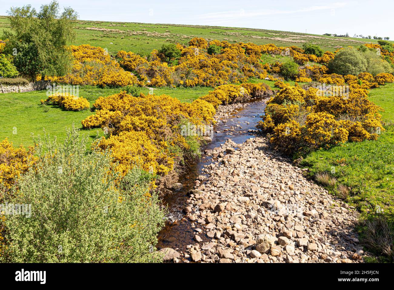 Gorse fleurit début juin sur les Pennines à côté de Black Burn à Midgeholme, Cumbria UK Banque D'Images