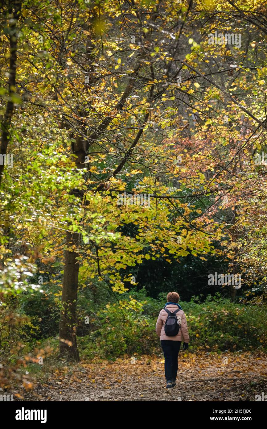 Ste Foy les Lyon (France), 8 novembre 2021.Une femme avec elle de retour dans une forêt en automne. Banque D'Images