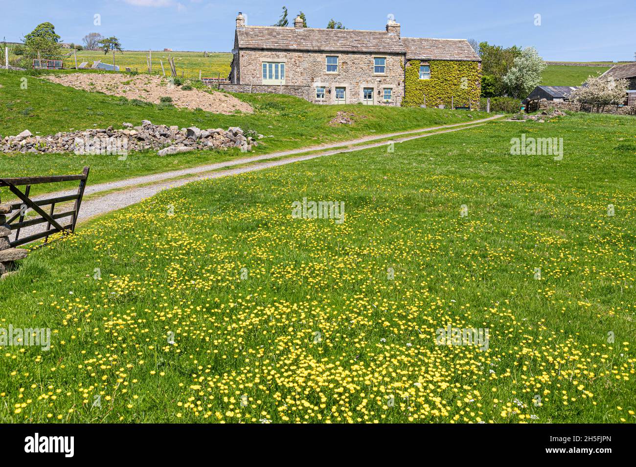 Un champ de tasses de beurre début juin devant une ancienne ferme en pierre sur les Pennines près de St Johns Chapel, comté de Durham Royaume-Uni Banque D'Images