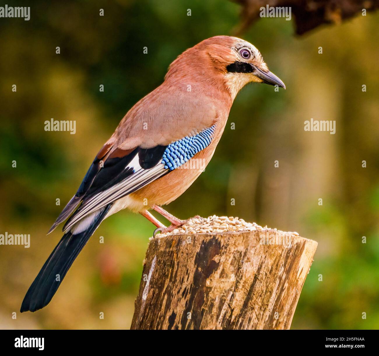 Jay eurasien au repos dans Cotswolds, UK Garden Banque D'Images