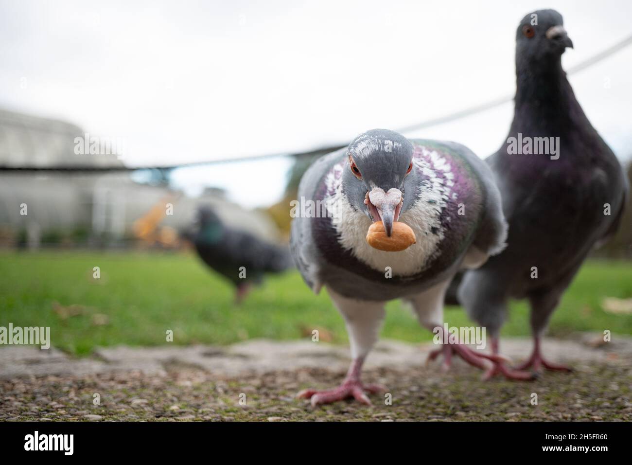 Londres, Royaume-Uni.Mardi 9 novembre 2021.Pigeons dans les jardins de Kew à Londres.Photo: Richard Gray/Alamy Live News Banque D'Images