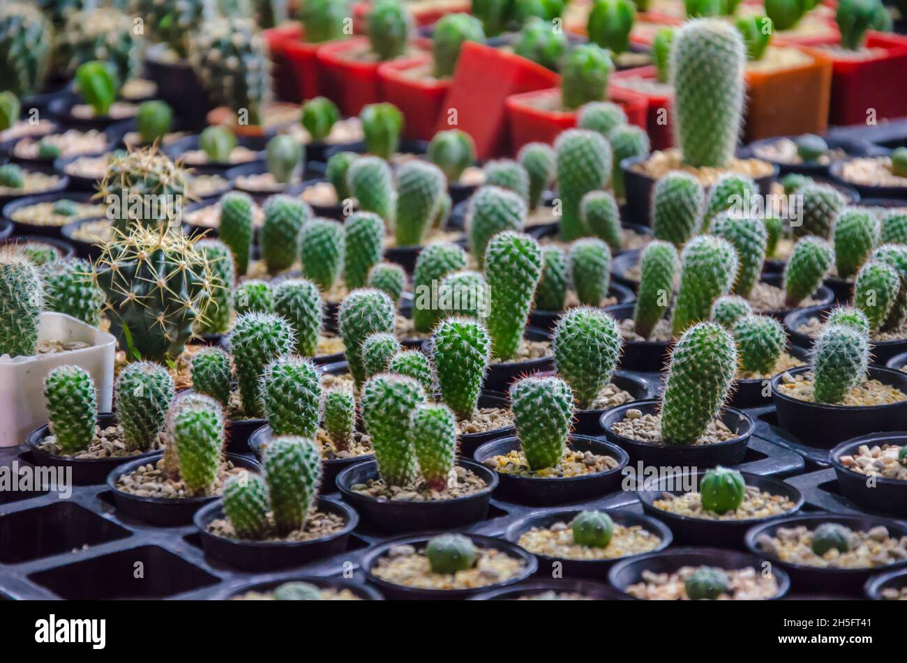 Fleur de cactus en pot. Vintage Tone Banque D'Images