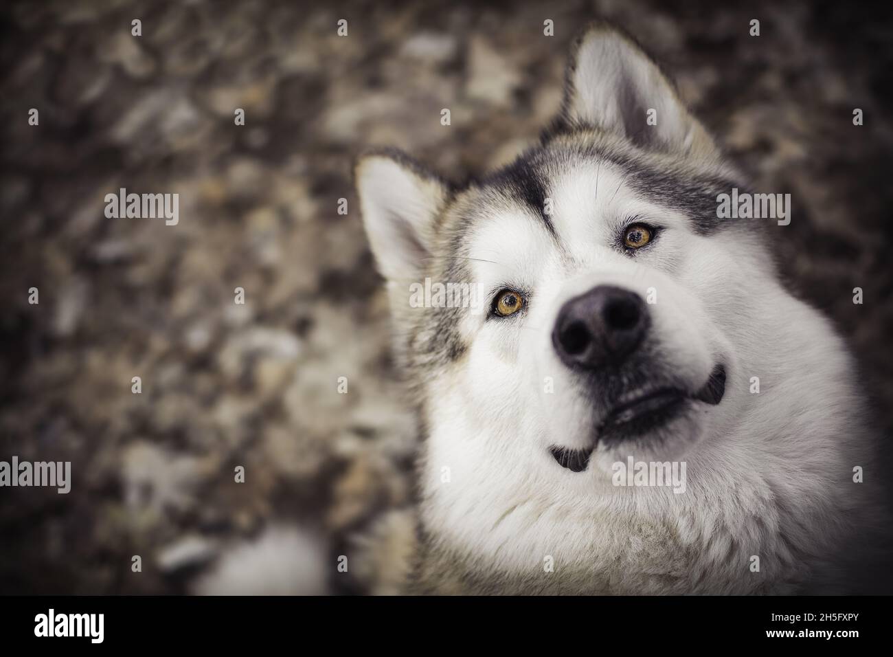Gros plan d'un mignon malamute en regardant vers le haut sur un arrière-plan flou Banque D'Images