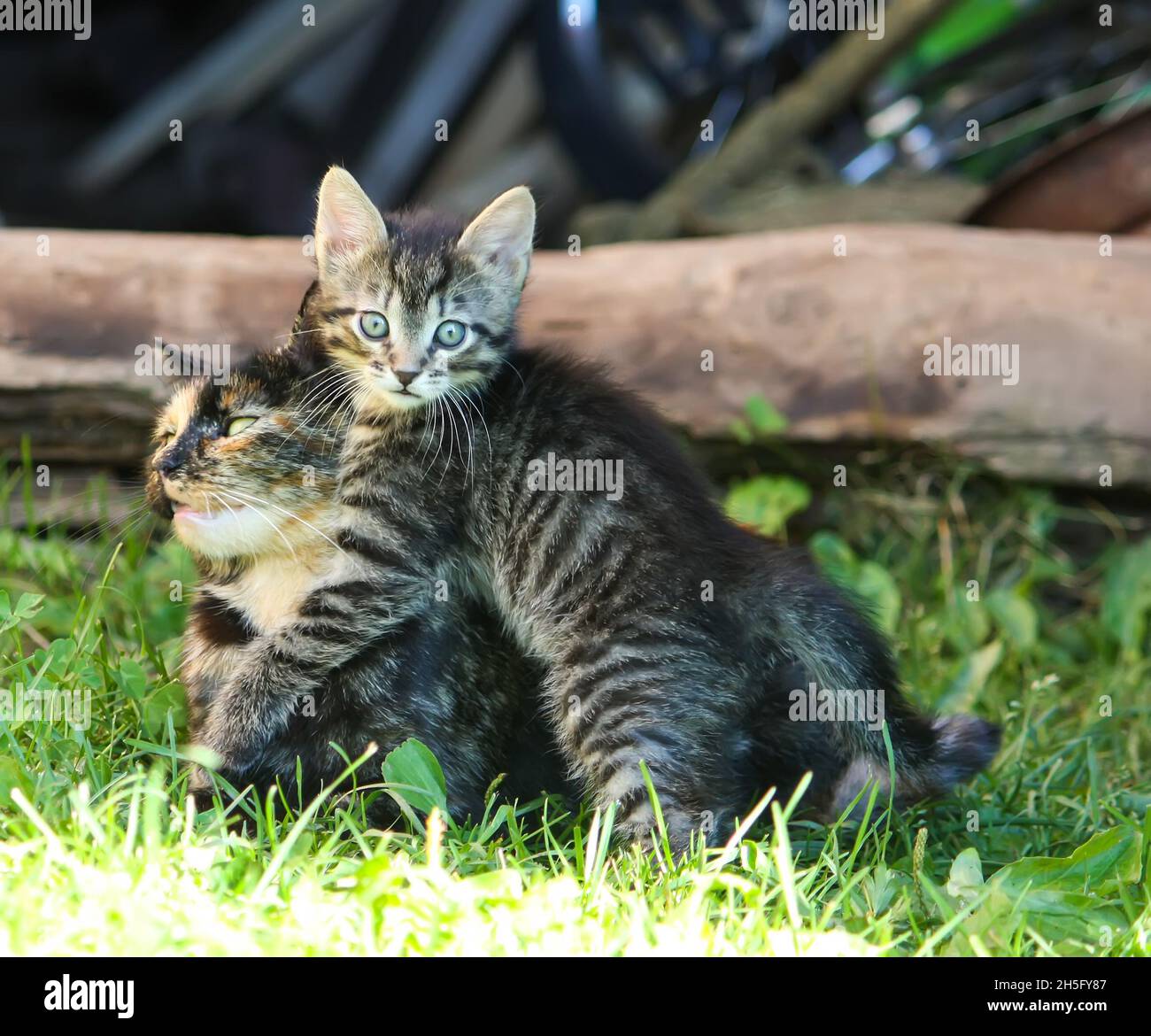 Adorable chaton jouant avec sa mère chat dans la cour de ferme. Banque D'Images